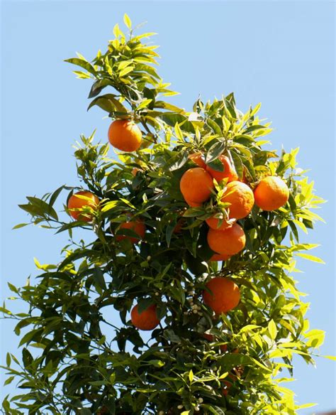 Exploring the Cultural Significance of the Mafic Orange Tree